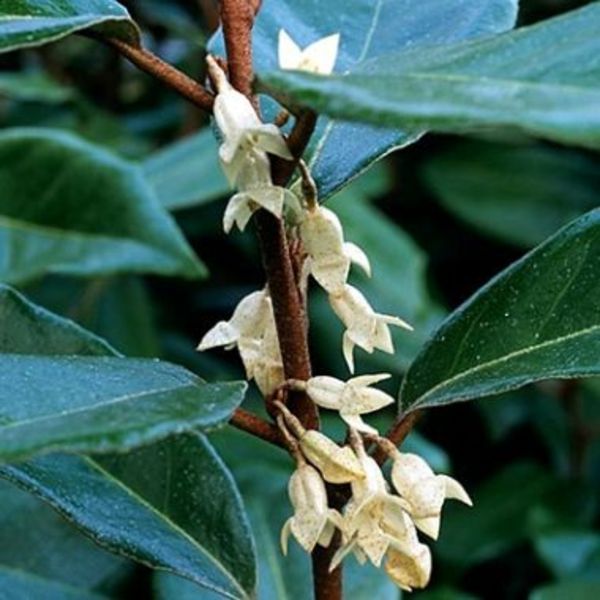 ELAEAGNUS EBBINGEI VIVELEG