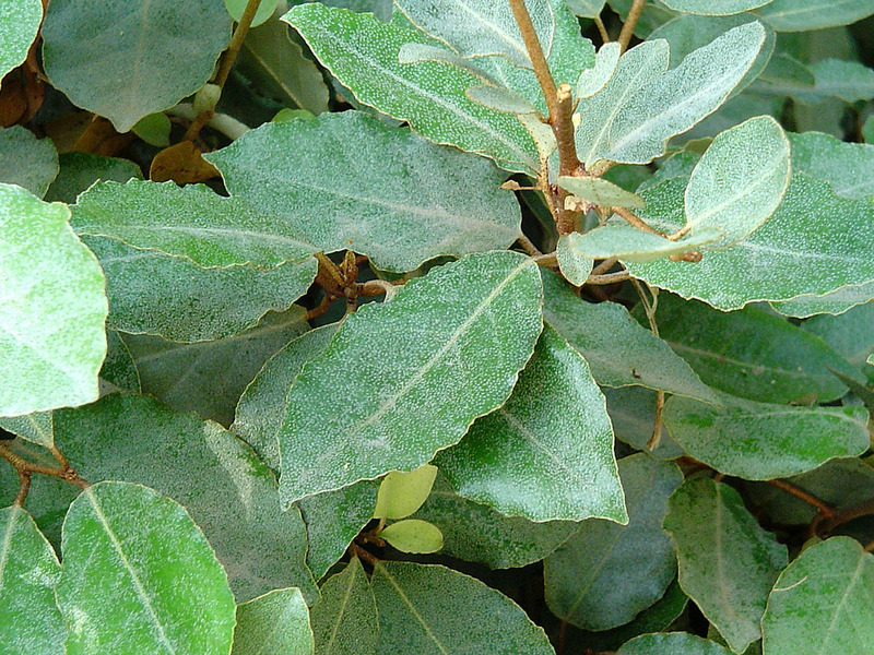 ELAEAGNUS EBBINGEI