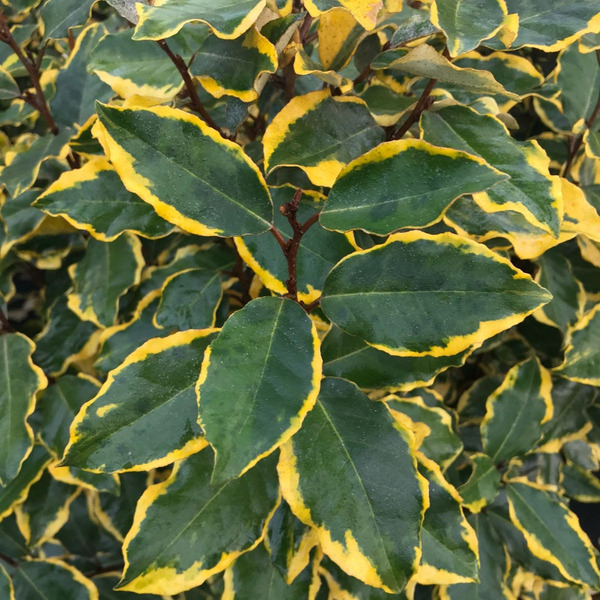 ELAEAGNUS EBBINGEI VIVELEG