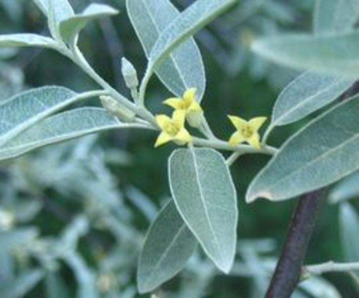 ELAEAGNUS ANGUSTIFOLIA