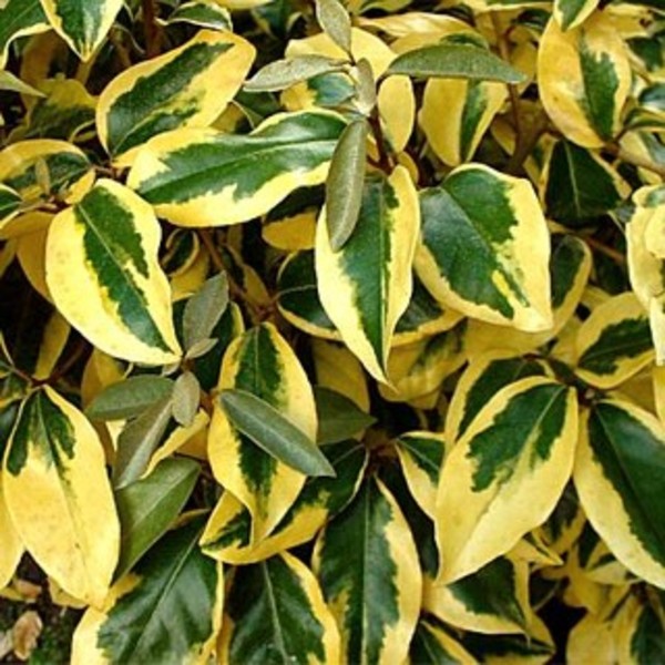 ELAEAGNUS EBBINGEI GILT EDGE
