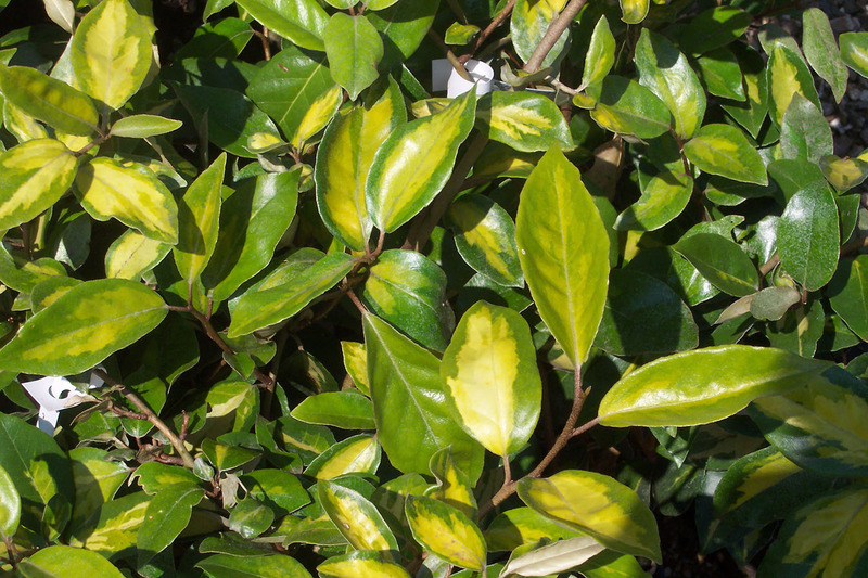 ELAEAGNUS EBBINGEI LIMELIGHT