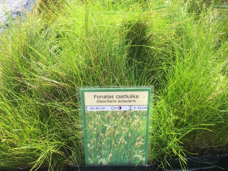 ELEOCHARIS ACICULARIS