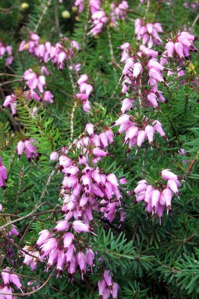 ERICA CARNEA