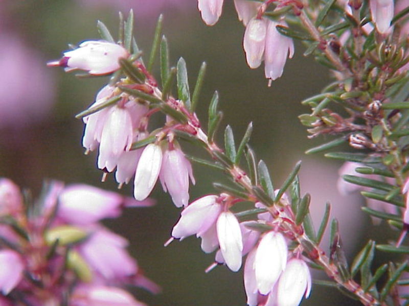 ERICA SP.