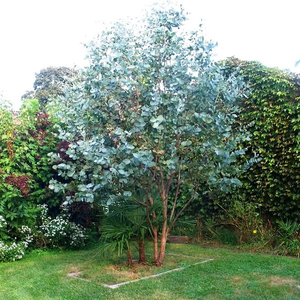 EUCALYPTUS GUNNII