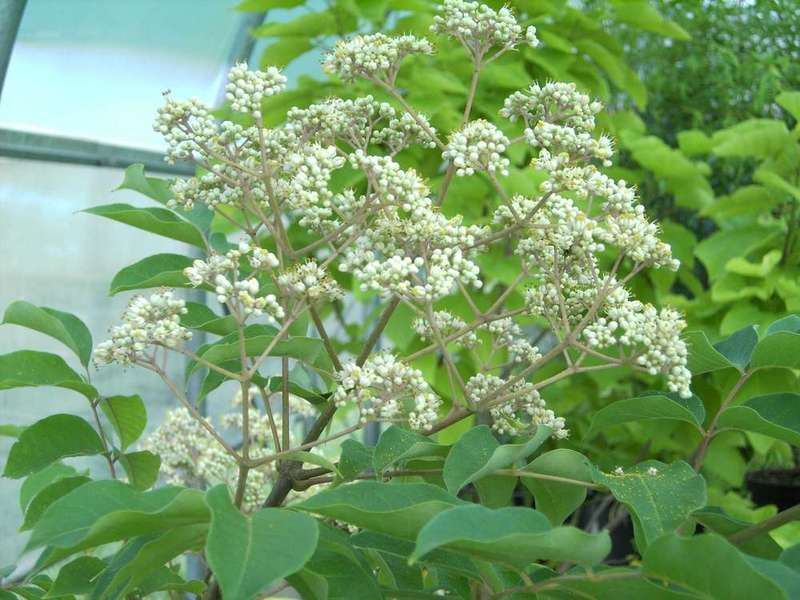 EUODIA HUPEHENSIS