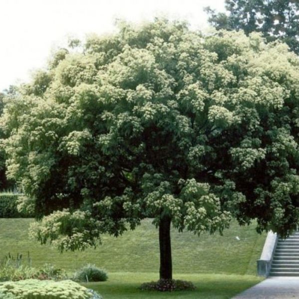EUODIA HUPEHENSIS