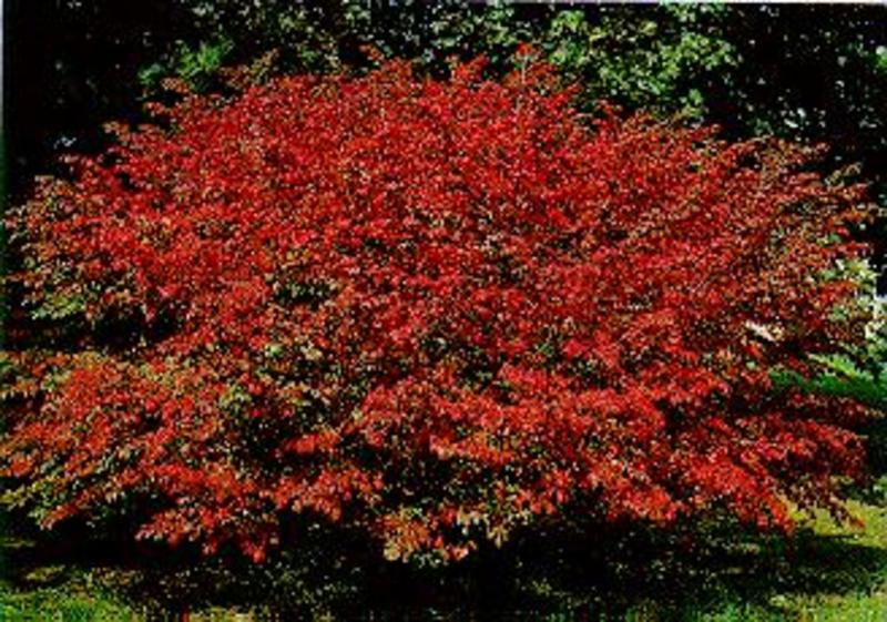 EUONYMUS ALATUS COMPACTUS