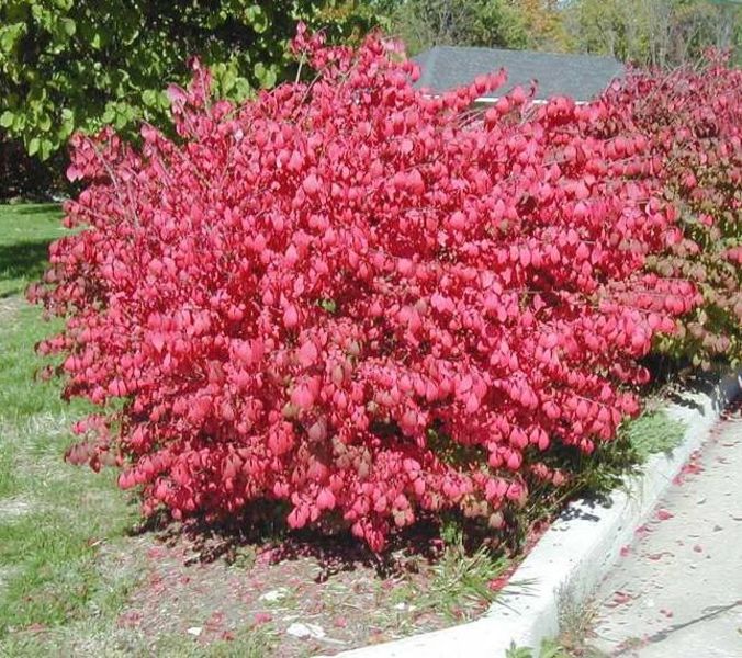 EUONYMUS ALATUS COMPACTUS