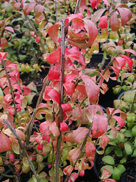 EUONYMUS ALATUS COMPACTUS
