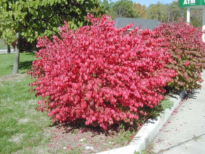 EUONYMUS ALATUS COMPACTUS