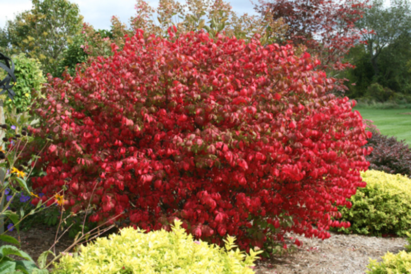 EUONYMUS ALATUS COMPACTUS