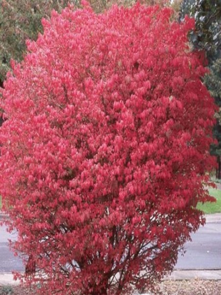 EUONYMUS ALATUS COMPACTUS