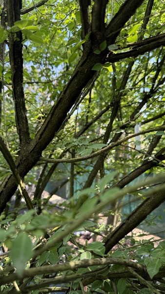 EUONYMUS ALATUS COMPACTUS