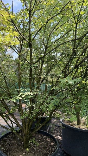 EUONYMUS ALATUS COMPACTUS