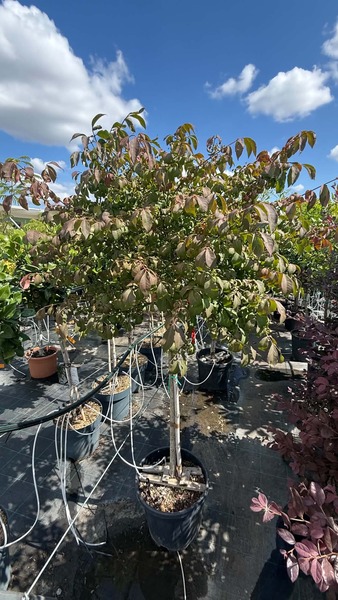 EUONYMUS ALATUS