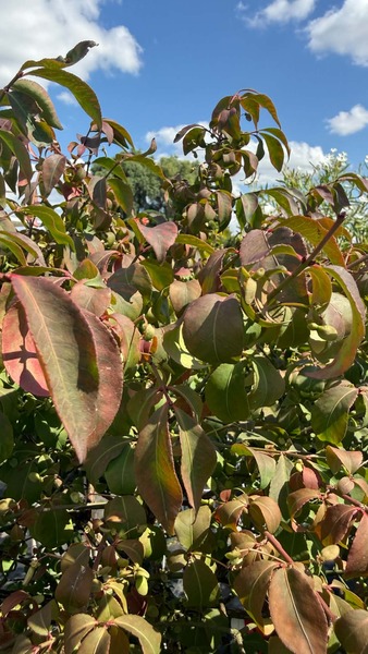EUONYMUS ALATUS