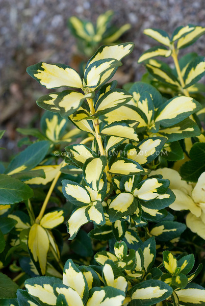 EUONYMUS FORTUNEI BLONDY
