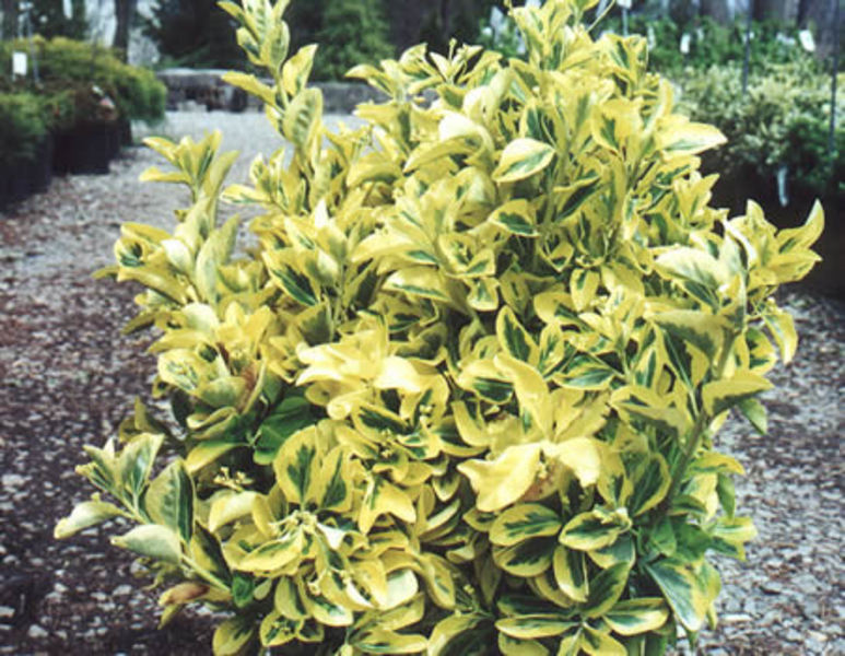 EUONYMUS FORT. CANADALE GOLD
