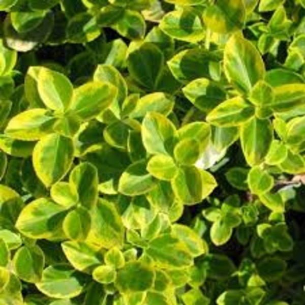 EUONYMUS FORT. CANADALE GOLD