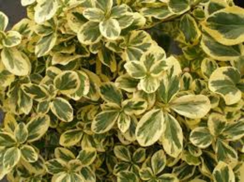 EUONYMUS FORT. CANADALE GOLD