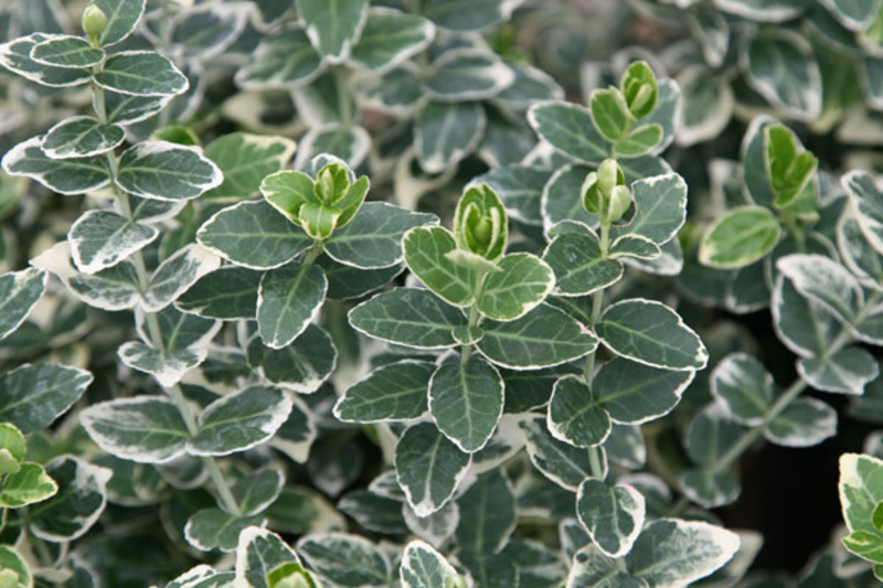 EUONYMUS FORTUNEI EMER. GAIETY