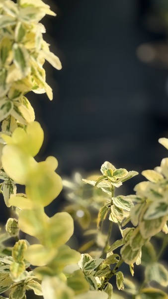 EUONYMUS FORTUNEI EMER.N GOLD