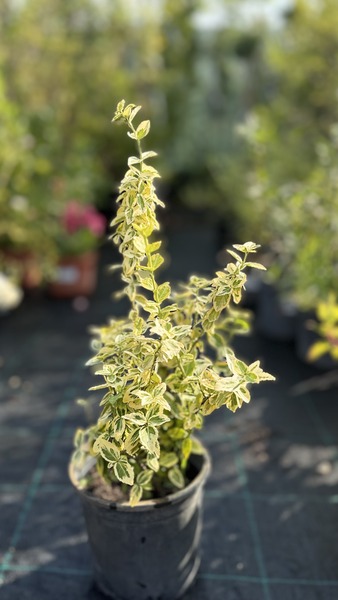 EUONYMUS FORTUNEI EMER.N GOLD