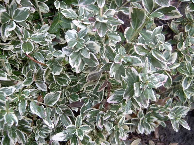EUONYMUS FORTUNEI EMER. GAIETY