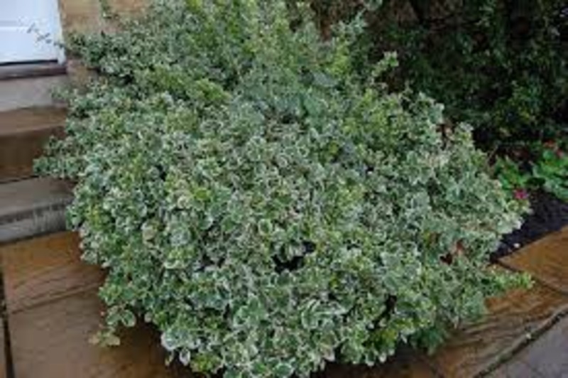 EUONYMUS FORTUNEI EMER. GAIETY