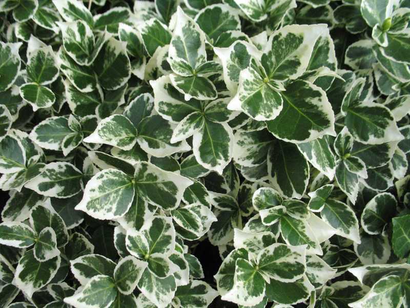 EUONYMUS FORTUNEI EMER. GAIETY