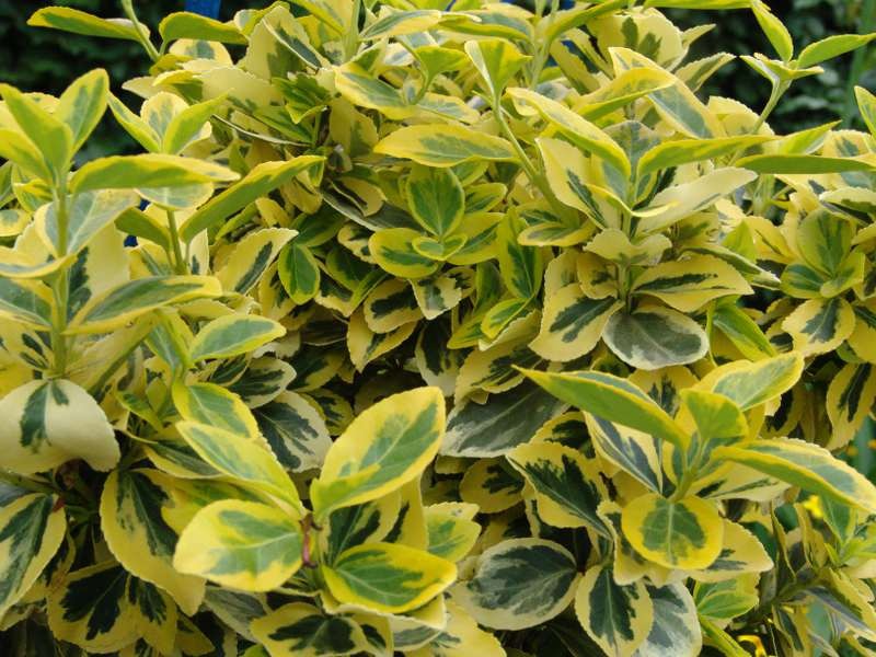 EUONYMUS FORTUNEI EMER. GOLD