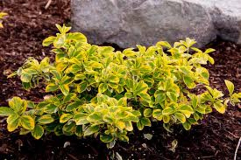 EUONYMUS FORTUNEI EMER. GOLD