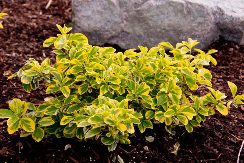 EUONYMUS FORTUNEI EMER. GOLD