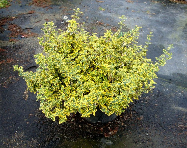 EUONYMUS FOR. EMERALD'N GOLD