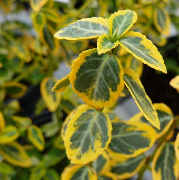 EUONYMUS FOR. EMERALD'N GOLD