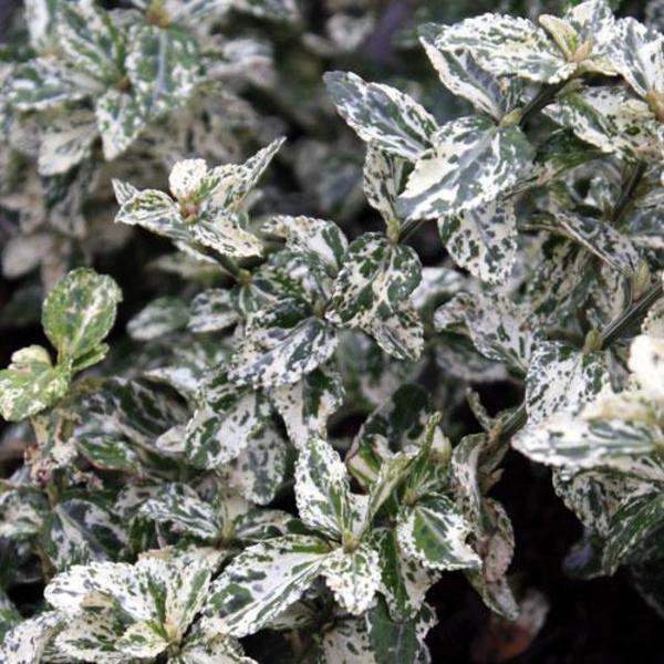 EUONYMUS FORTUNEI HARLEQUIN