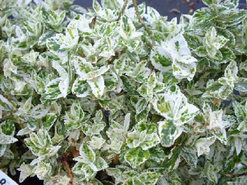EUONYMUS FORTUNEI HARLEQUIN