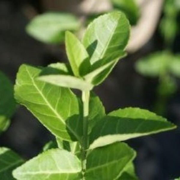 EUONYMUS FORTUNEI HORT'S BLAZE