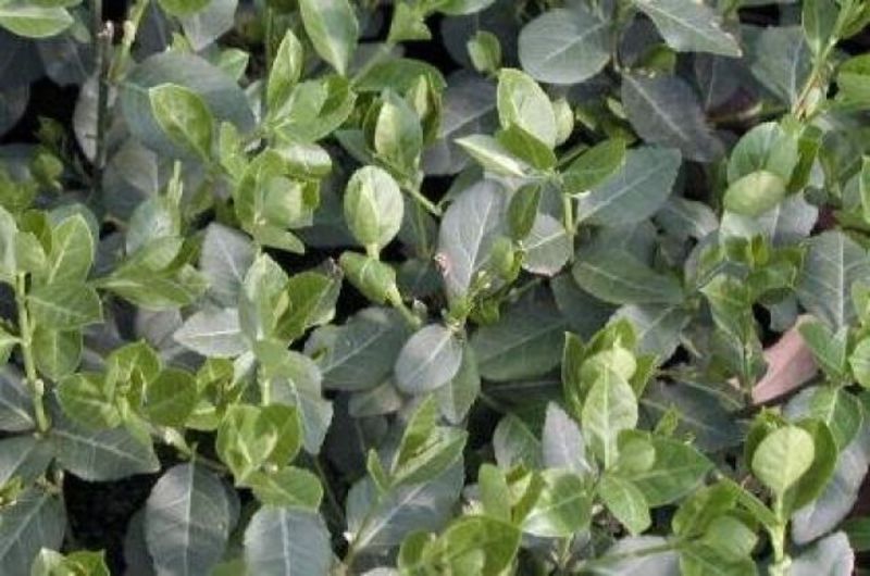 EUONYMUS FORTUNEI RADICANS