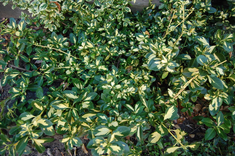 EUONYMUS FORTUNEI SUNSPOT