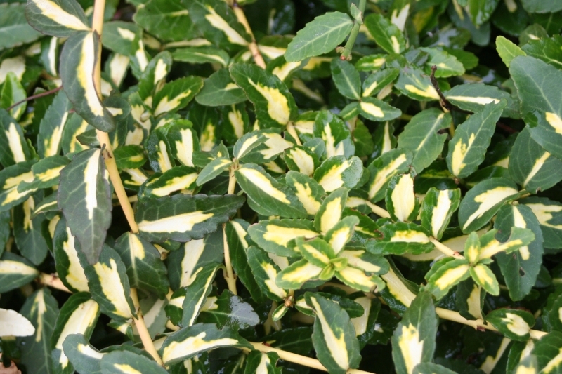 EUONYMUS FORTUNEI SUNSPOT