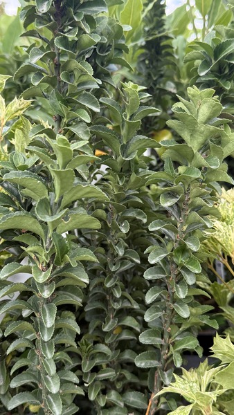 EUONYMUS JAP. BENKOMASAKI