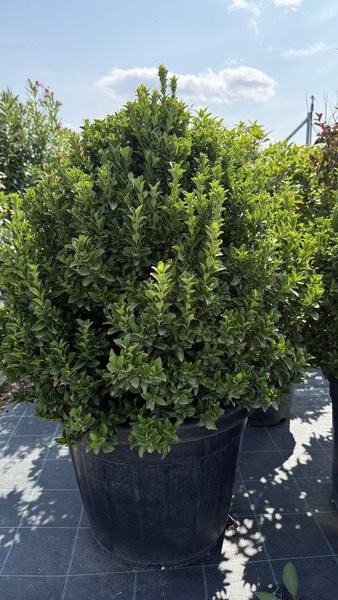 EUONYMUS JAP. BENKOMASAKI