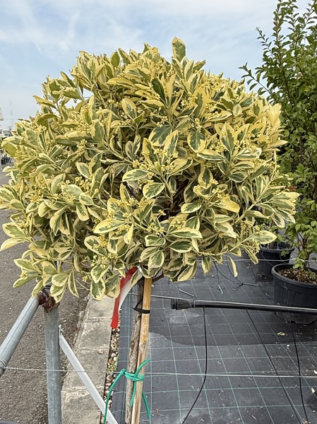 EUONYMUS JAP. BRAVO