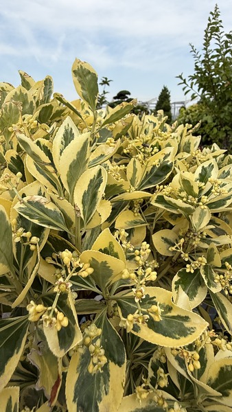 EUONYMUS JAP. BRAVO