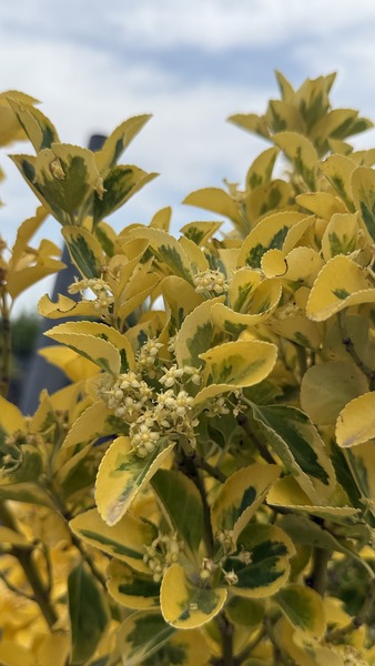 EUONYMUS JAP. ELEGANT. AUREUS