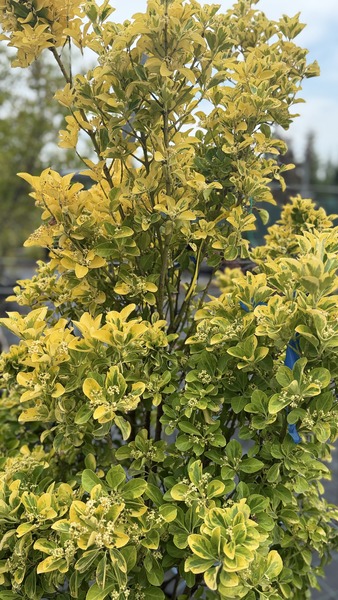 EUONYMUS JAP. ELEGANT. AUREUS