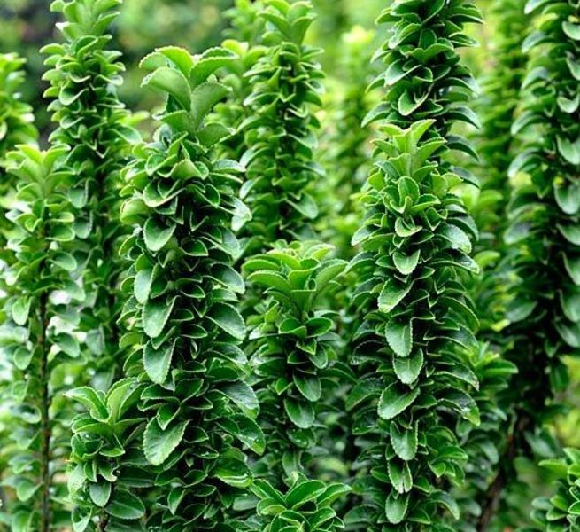 EUONYMUS JAP. BENKOMASAKI